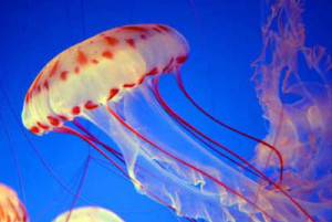 медузы в аквариуме